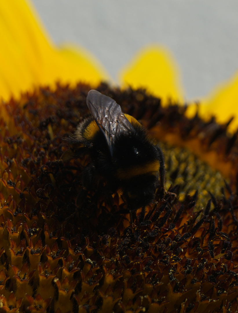 Sonnenblume mit fleißiger Hummel, 07.08.2018