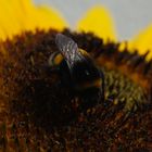 Sonnenblume mit fleißiger Hummel, 07.08.2018