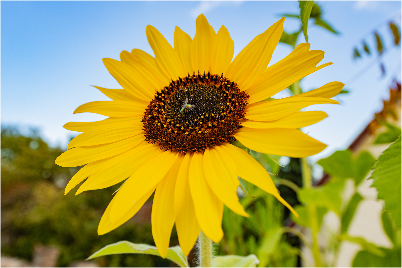 "Sonnenblume mit Fliege"