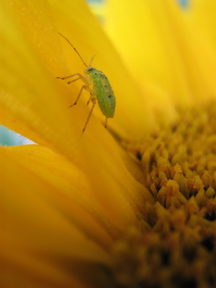 Sonnenblume mit Gäste.