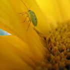 Sonnenblume mit Gäste.