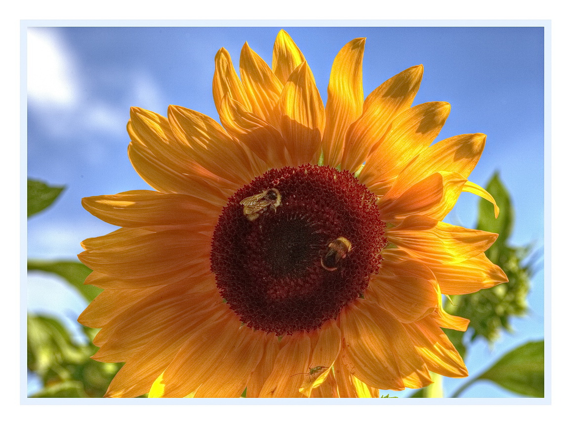 Sonnenblume mit Gästen