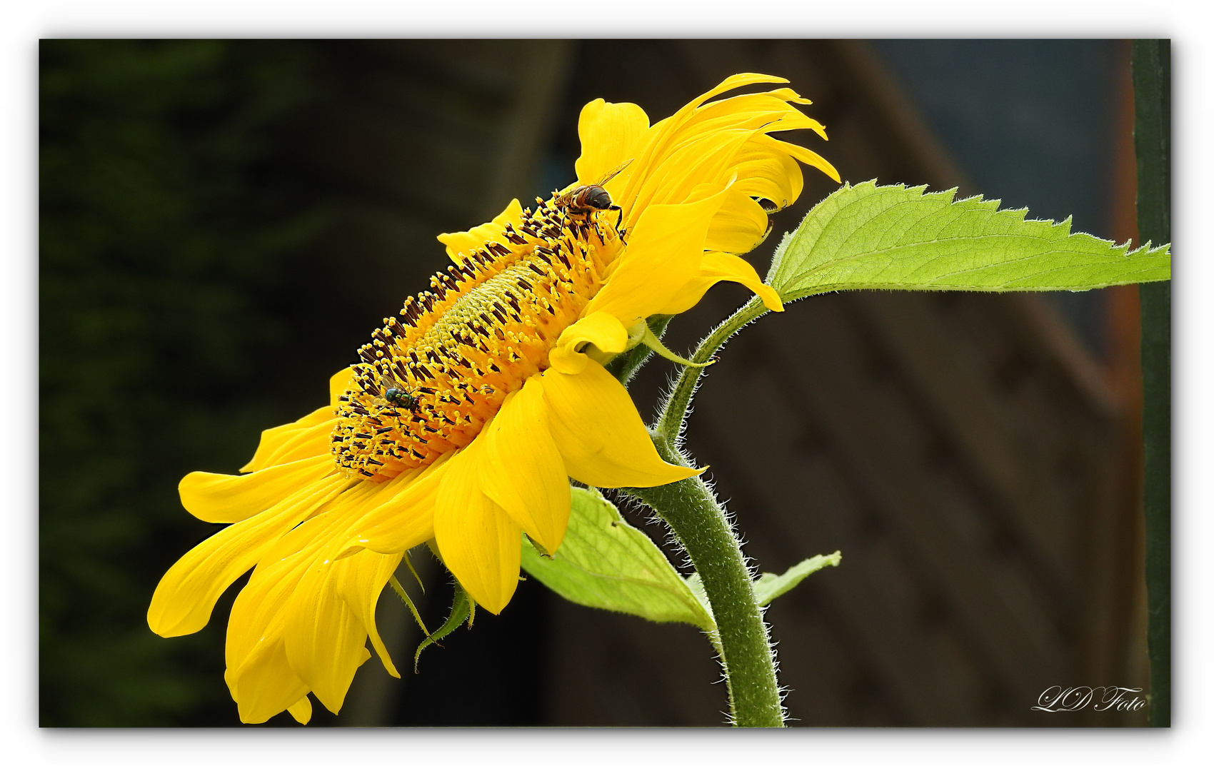 Sonnenblume mit Gästen 2