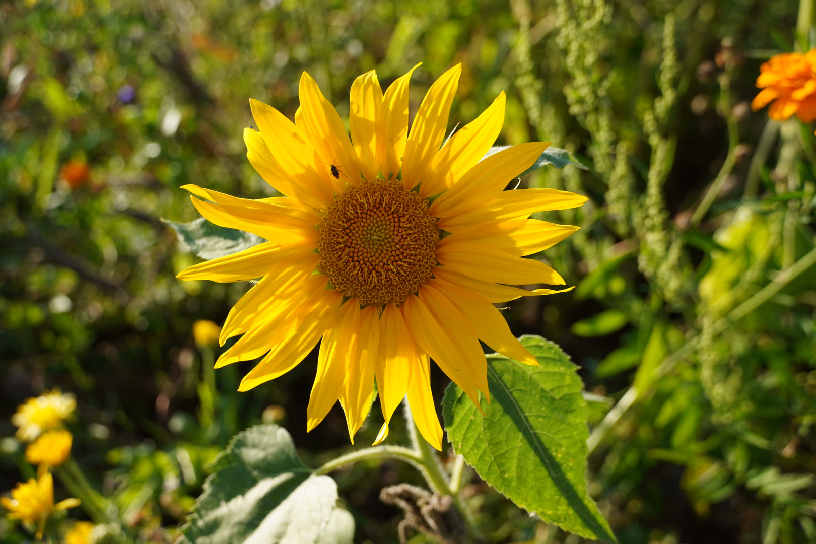 Sonnenblume mit Gast