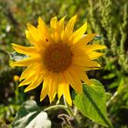 Sonnenblume mit Gast