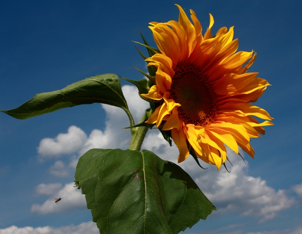 Sonnenblume mit Gast