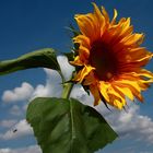 Sonnenblume mit Gast