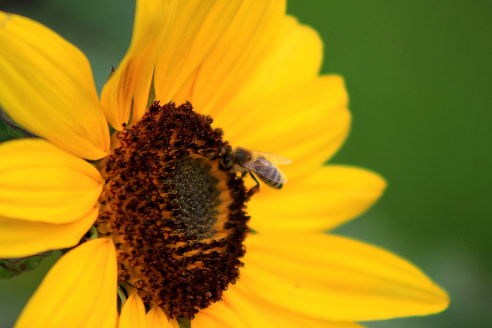 Sonnenblume mit Gast