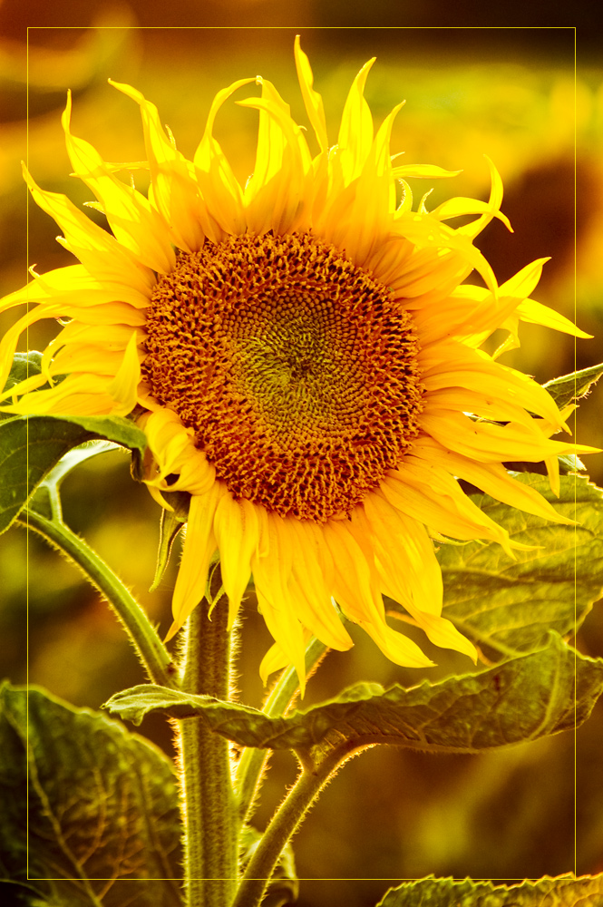 Sonnenblume (mit geändertem Rahmen)