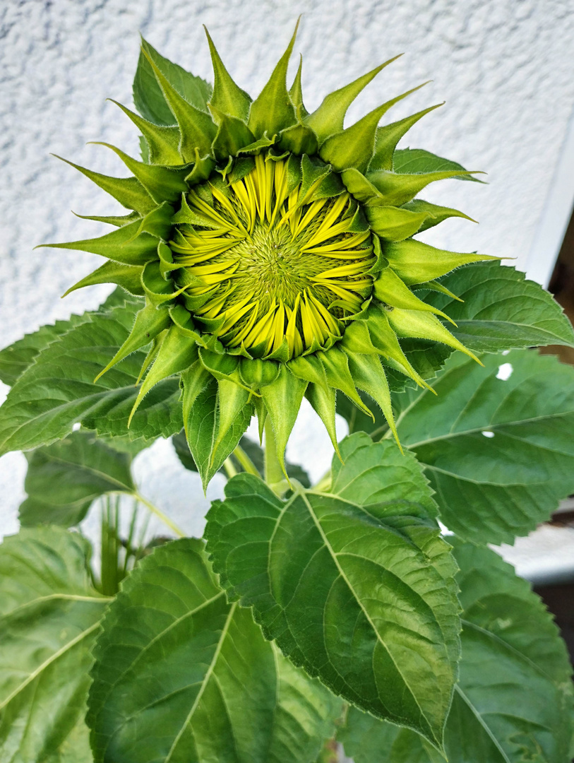 Sonnenblume mit geschlossener Blüte 