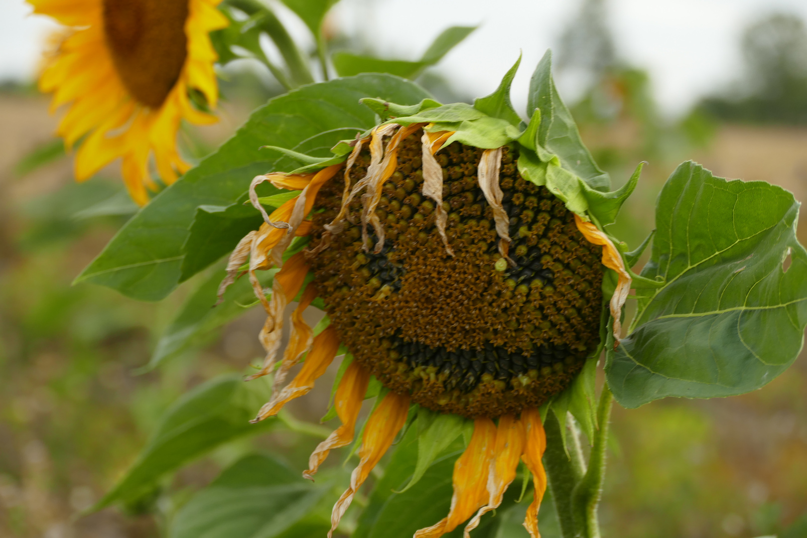 Sonnenblume mit Gesicht