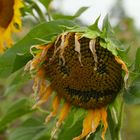 Sonnenblume mit Gesicht