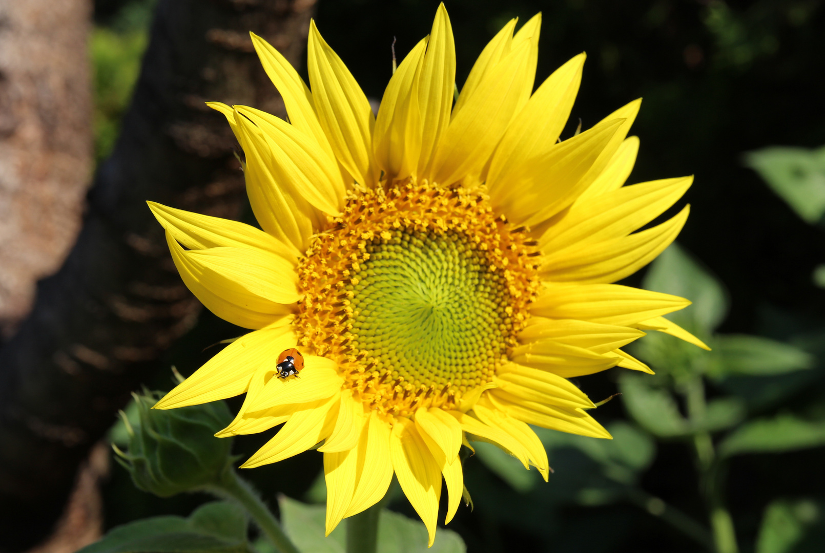 Sonnenblume mit Glücksbringer:-)