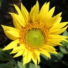 Sonnenblume mit Glücksbringer:-)