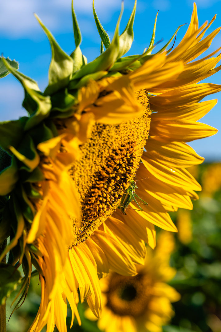 Sonnenblume mit Grashüpfer