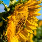 Sonnenblume mit Grashüpfer