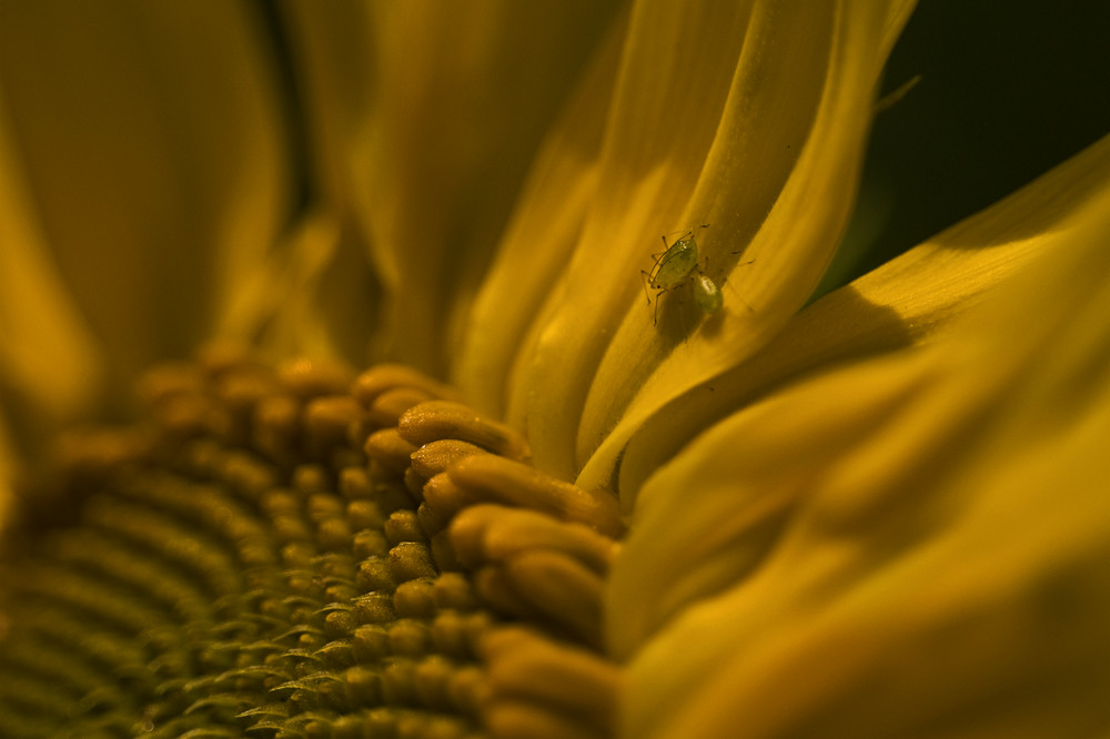 Sonnenblume mit Haustieren