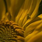 Sonnenblume mit Haustieren