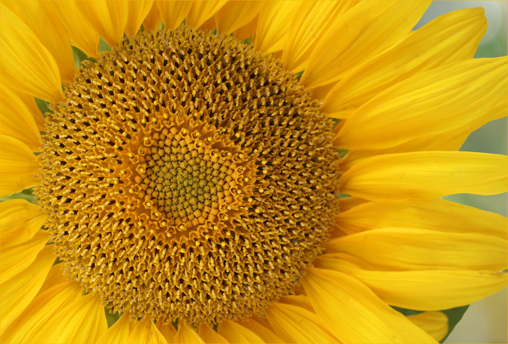 Sonnenblume mit Herz