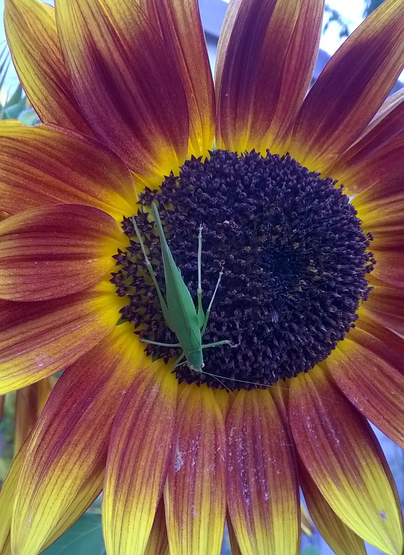 Sonnenblume mit Heuschrecke