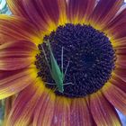 Sonnenblume mit Heuschrecke