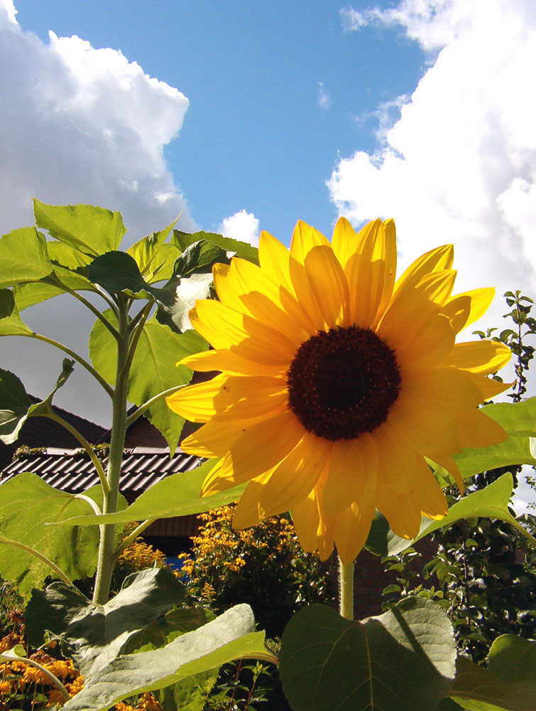 Sonnenblume mit Himmel