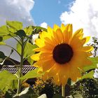 Sonnenblume mit Himmel