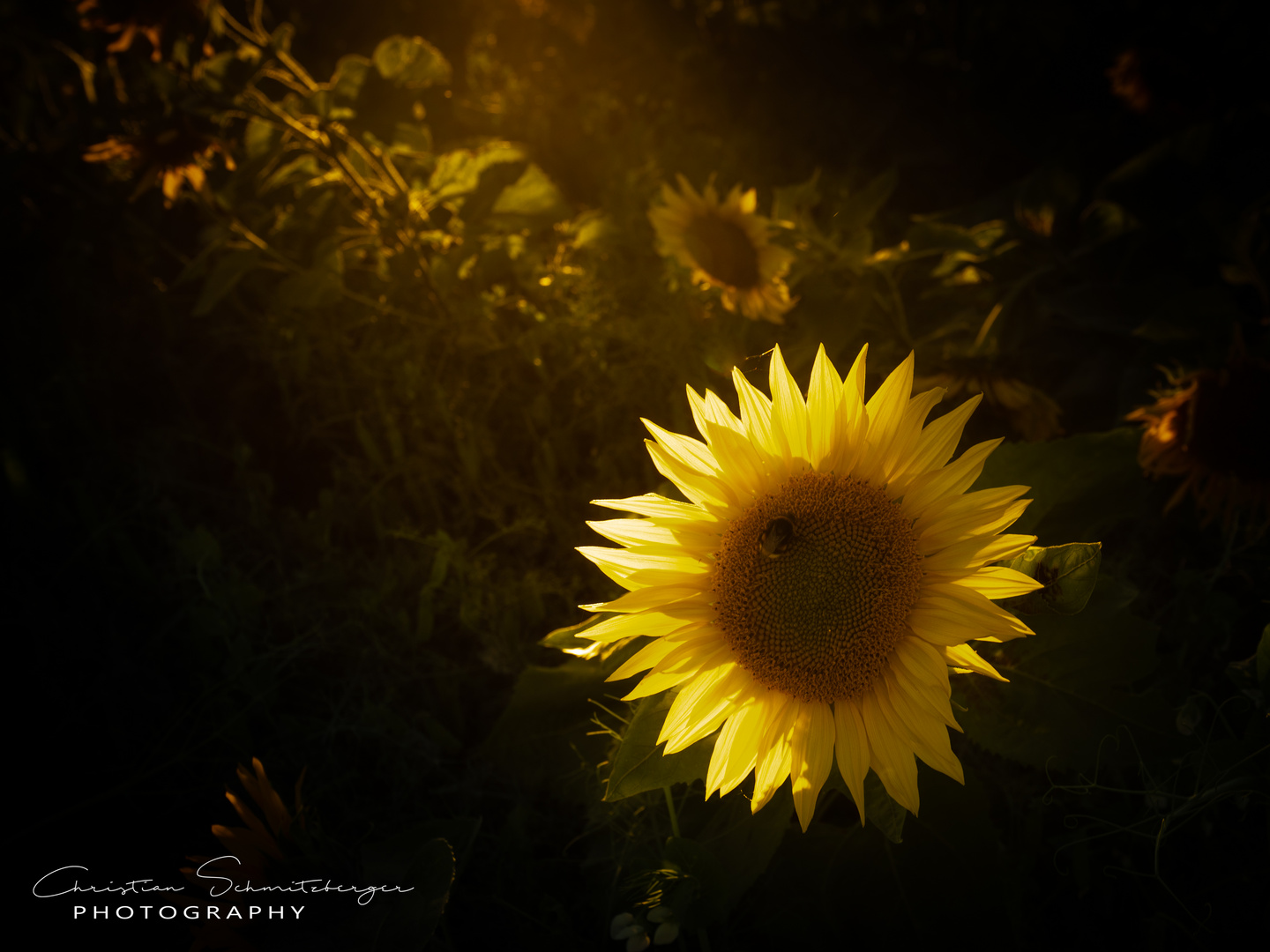 Sonnenblume mit Hummel