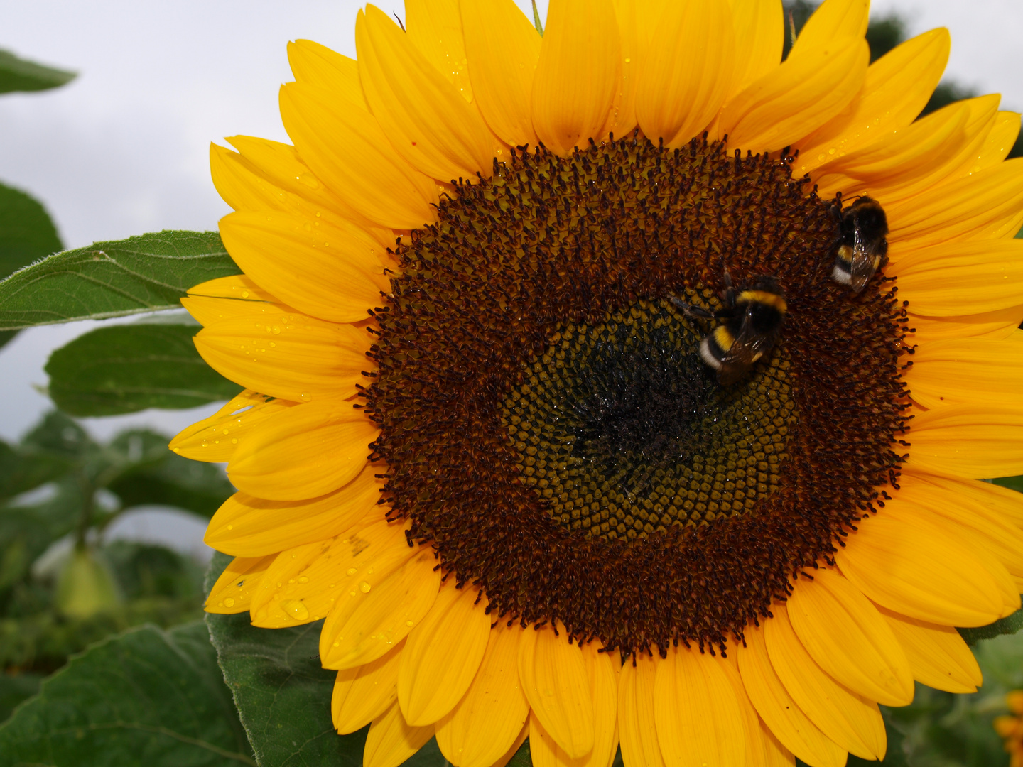 Sonnenblume mit Hummel