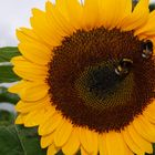 Sonnenblume mit Hummel