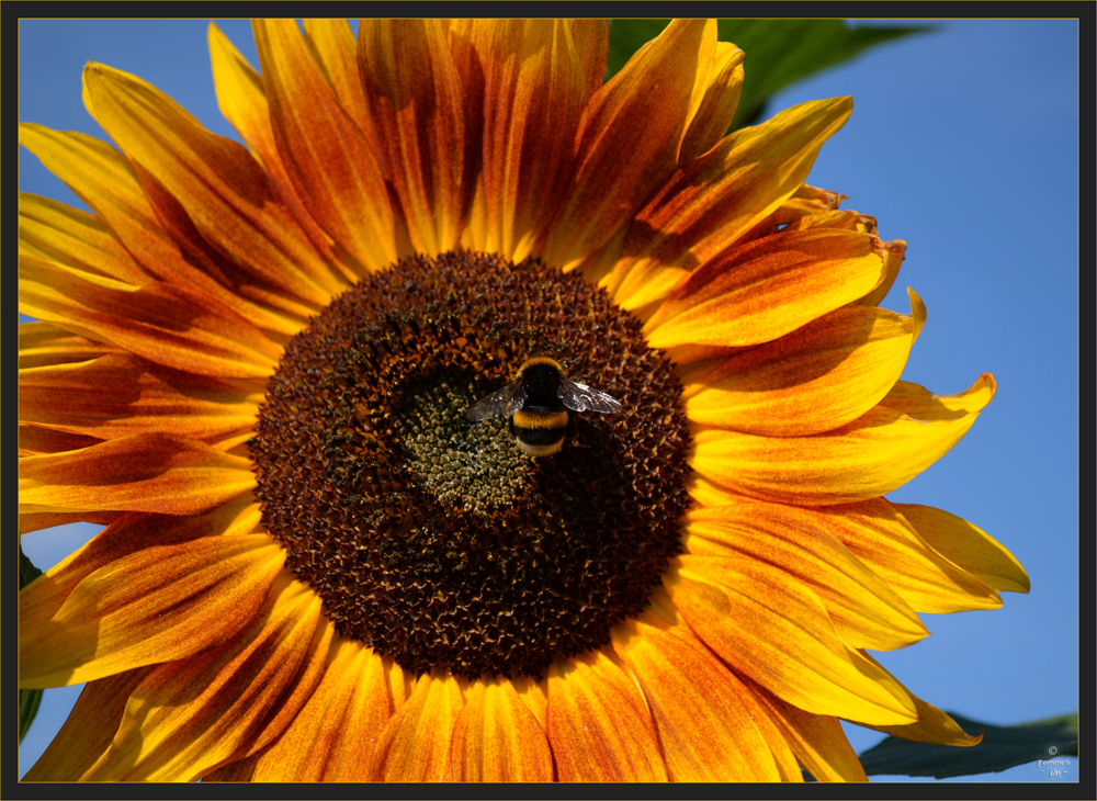 Sonnenblume mit Hummel