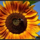 Sonnenblume mit Hummel