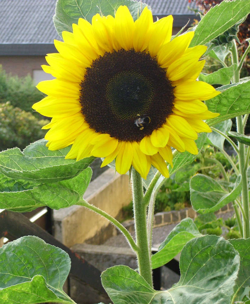 Sonnenblume mit Hummel