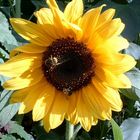 sonnenblume mit hummel