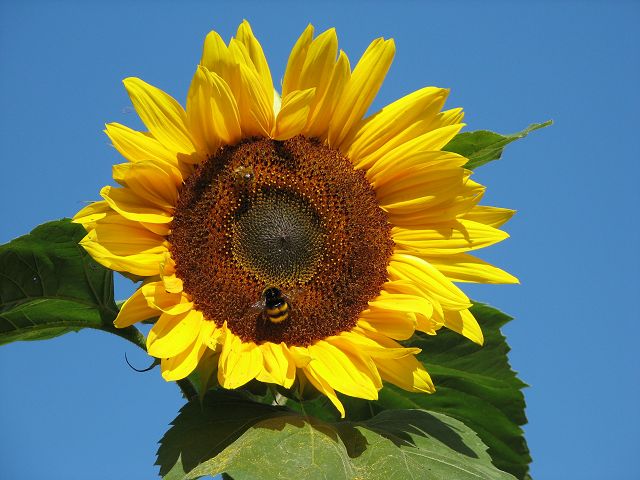 Sonnenblume mit Hummel