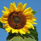 Sonnenblume mit Hummel