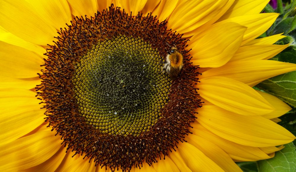 Sonnenblume mit Hummel