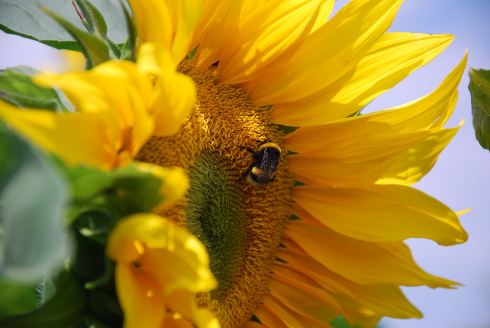 Sonnenblume mit Hummel