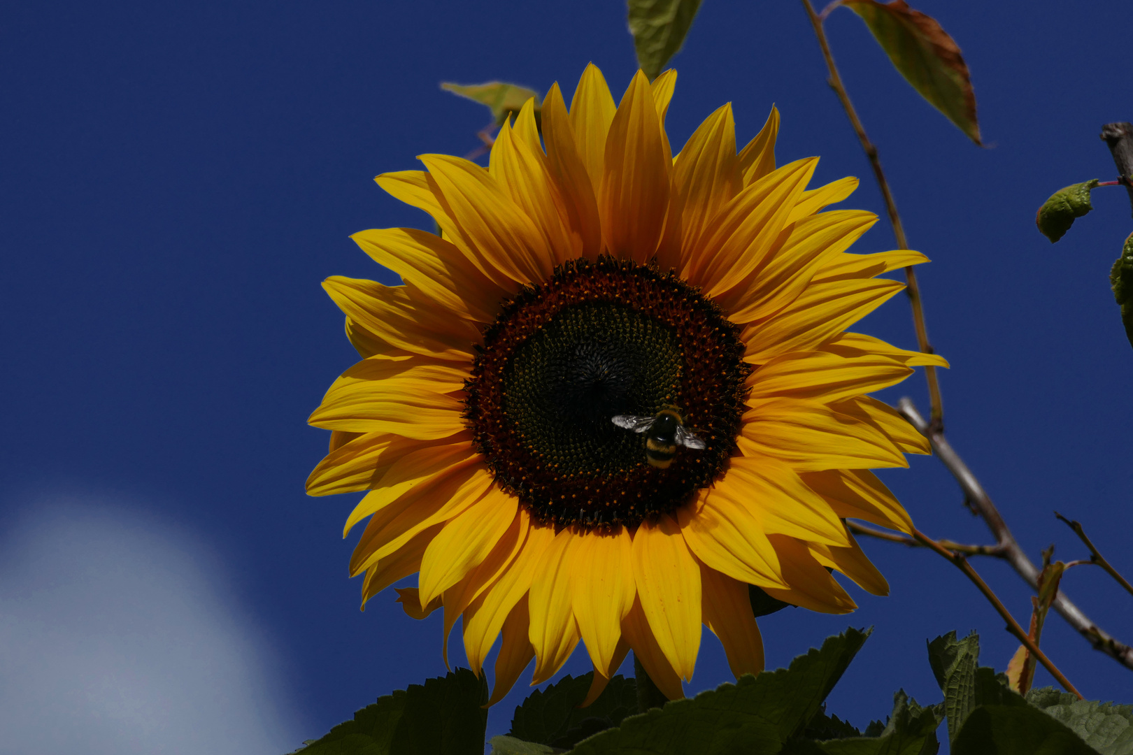 Sonnenblume mit Hummel