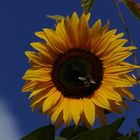 Sonnenblume mit Hummel