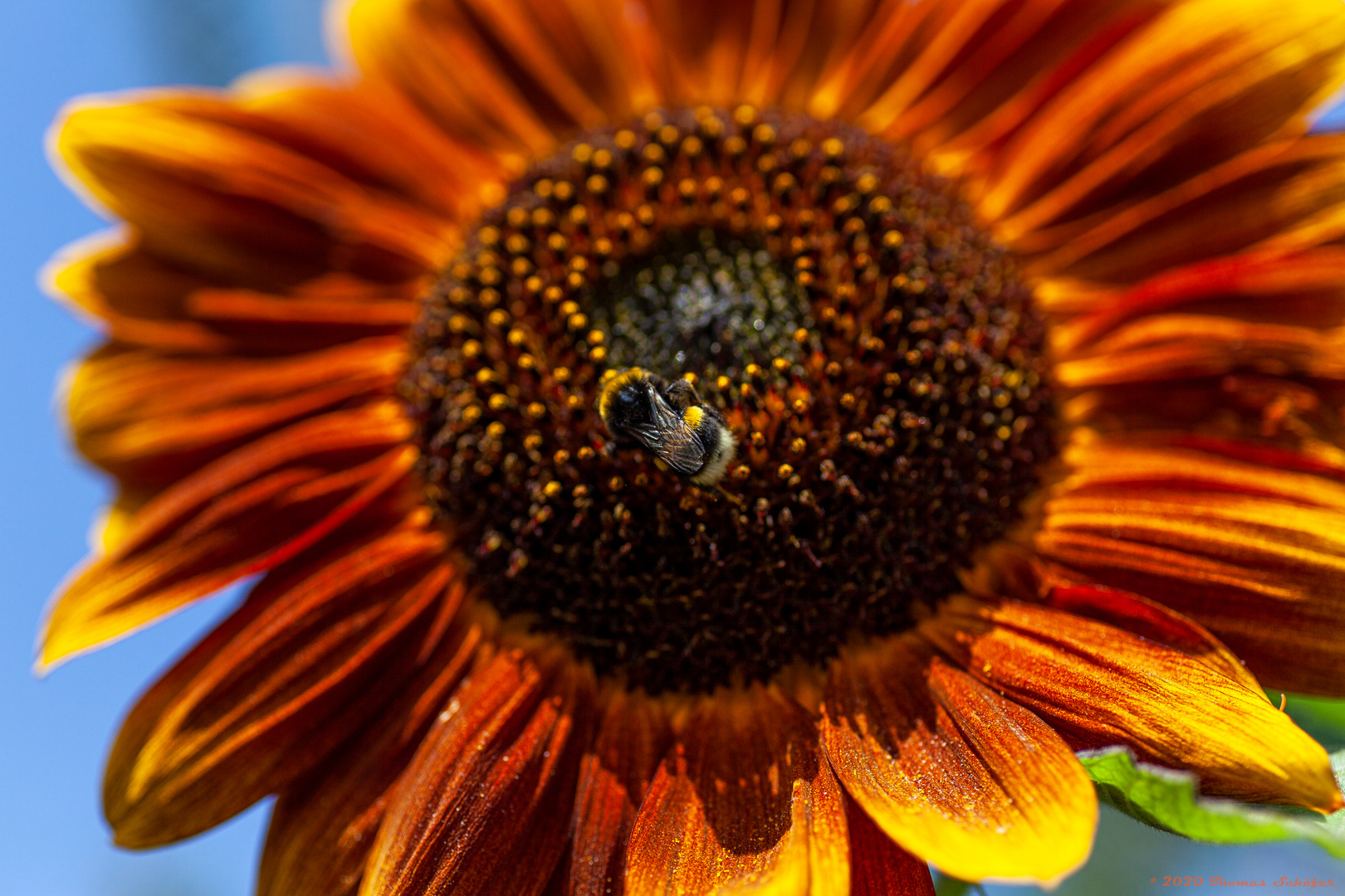 Sonnenblume mit Hummel