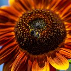 Sonnenblume mit Hummel