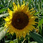 Sonnenblume mit Hummel