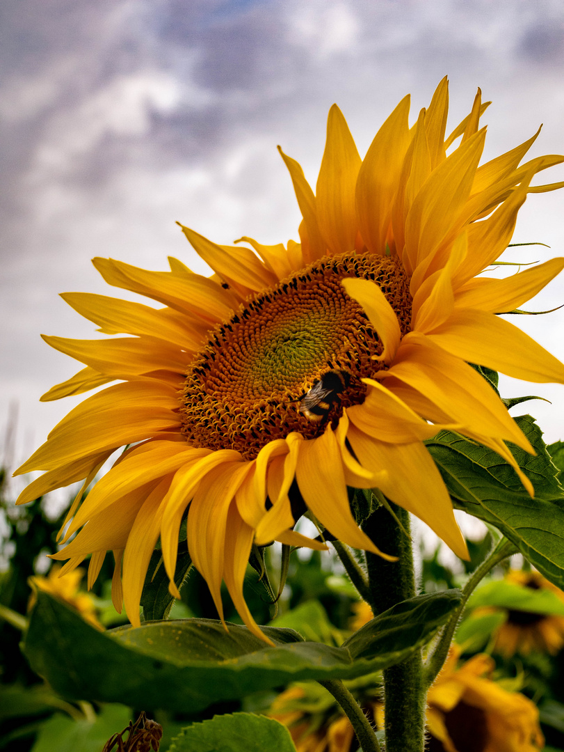 Sonnenblume mit Hummel 