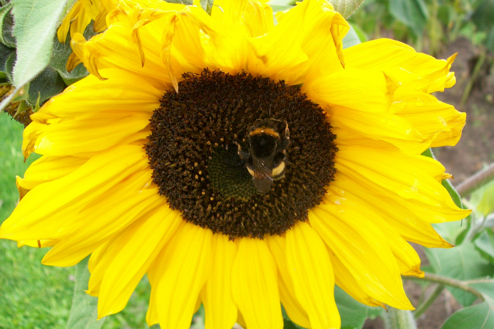 Sonnenblume mit Hummel