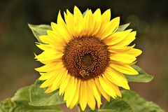 Sonnenblume mit Hummel