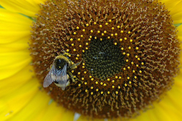 Sonnenblume mit Hummel