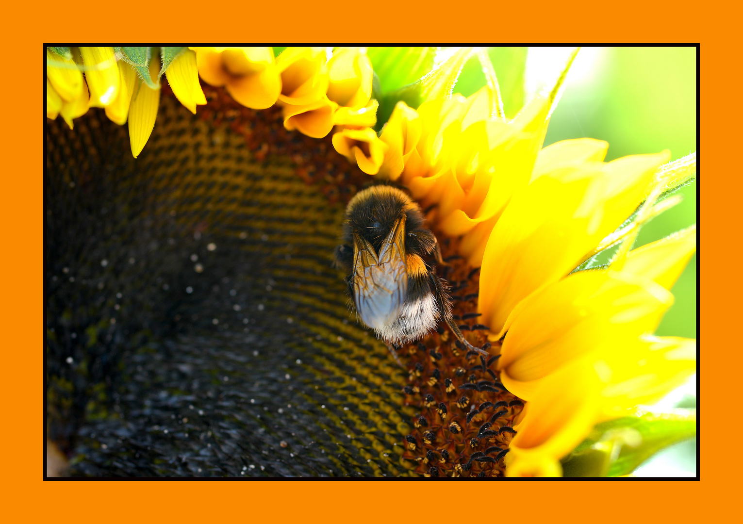 Sonnenblume mit Hummelchen