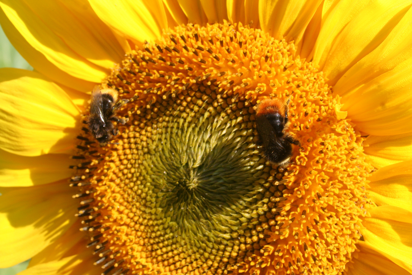 Sonnenblume mit Hummeln