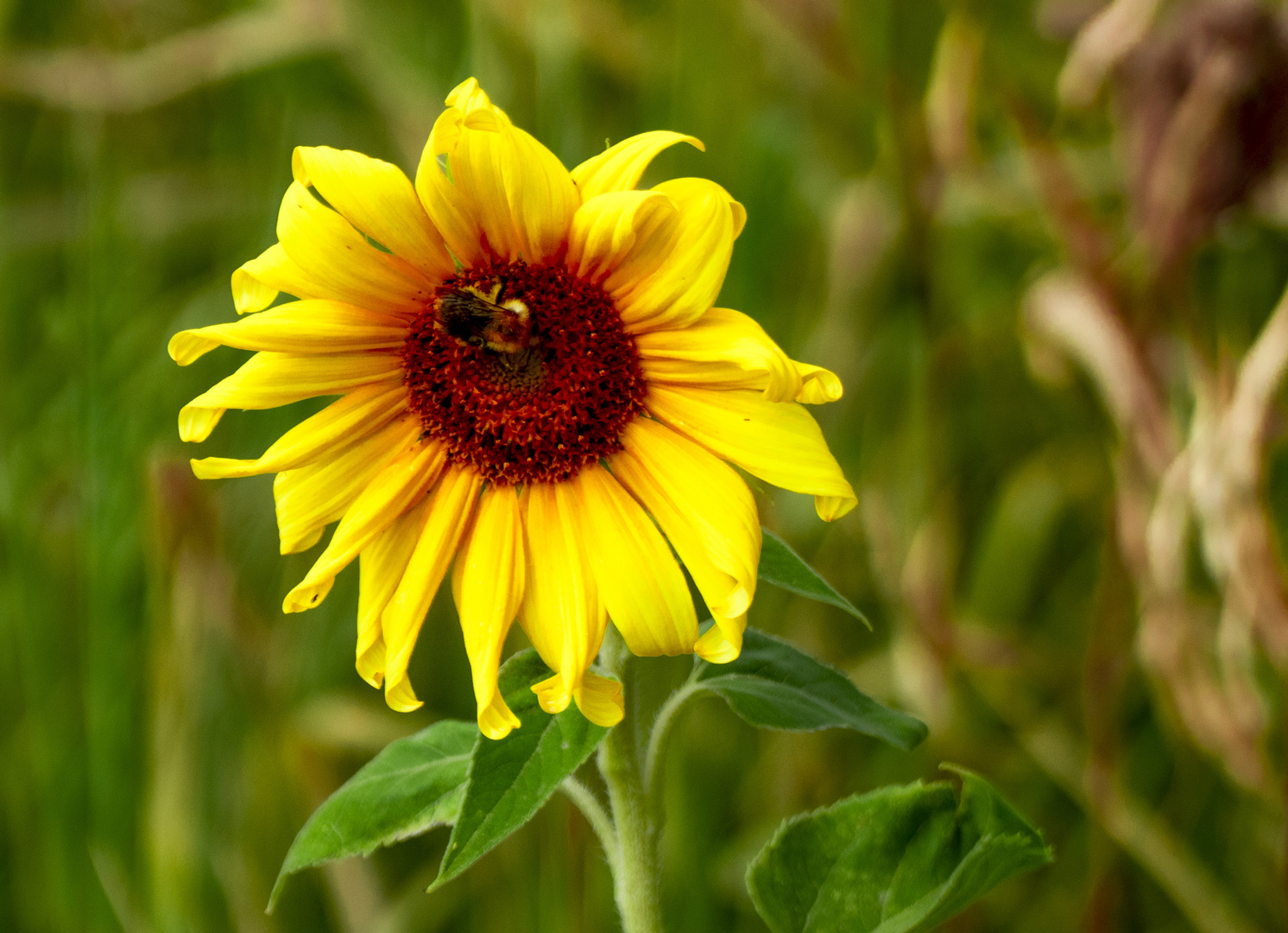 Sonnenblume mit Insekt